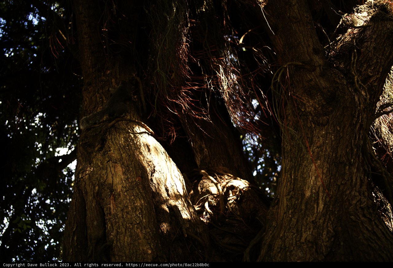 Majestic Sequoia of Golden Gate Park