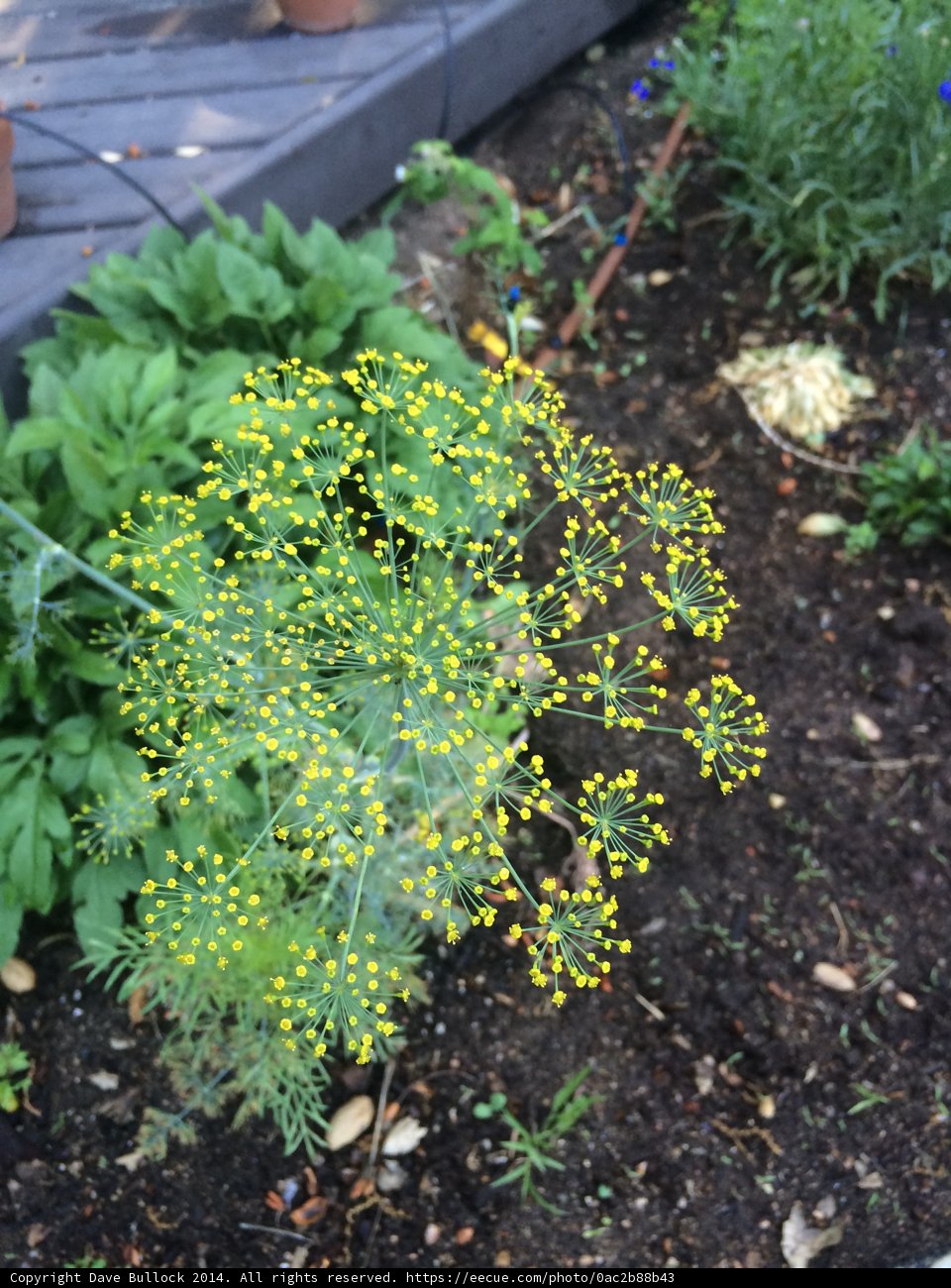 Dill in Full Bloom