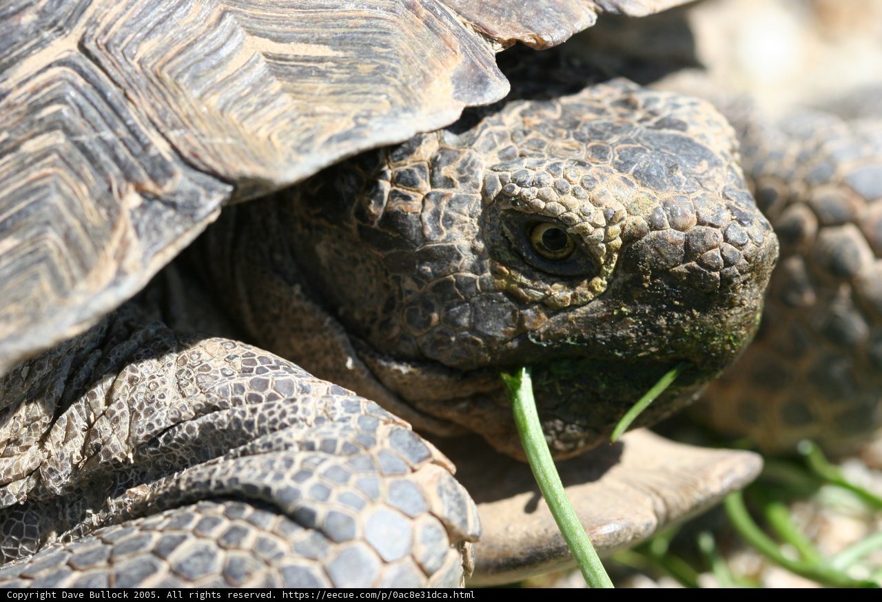 Box Turtle Chewing the Scenery