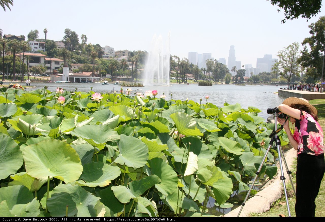 Capturing the Beauty of the Lotus Plant