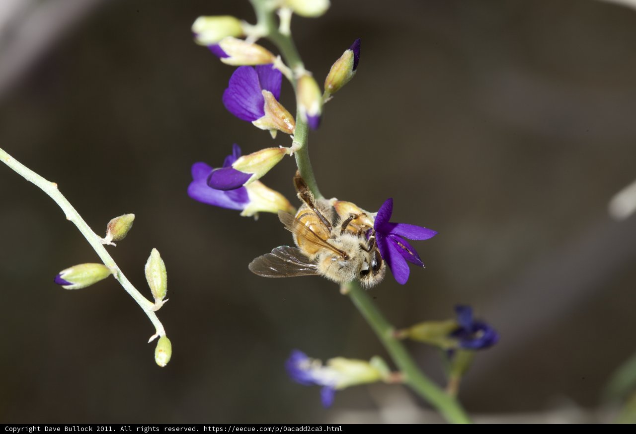 Bee on a Purple Flower