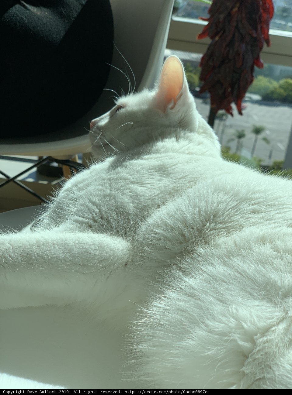 White-on-White Relaxation