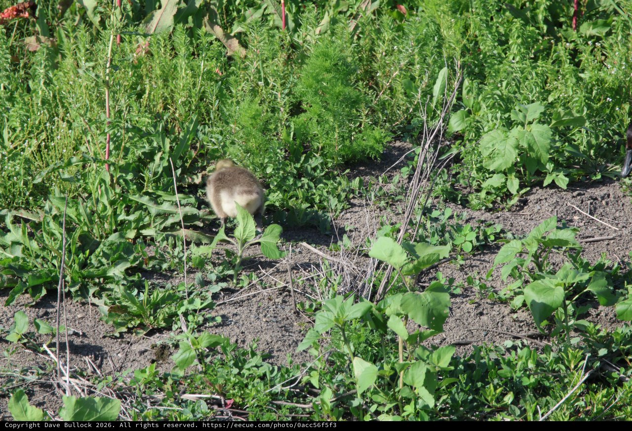 Duckling Foraging in Lush Wetland Garden Vegetation