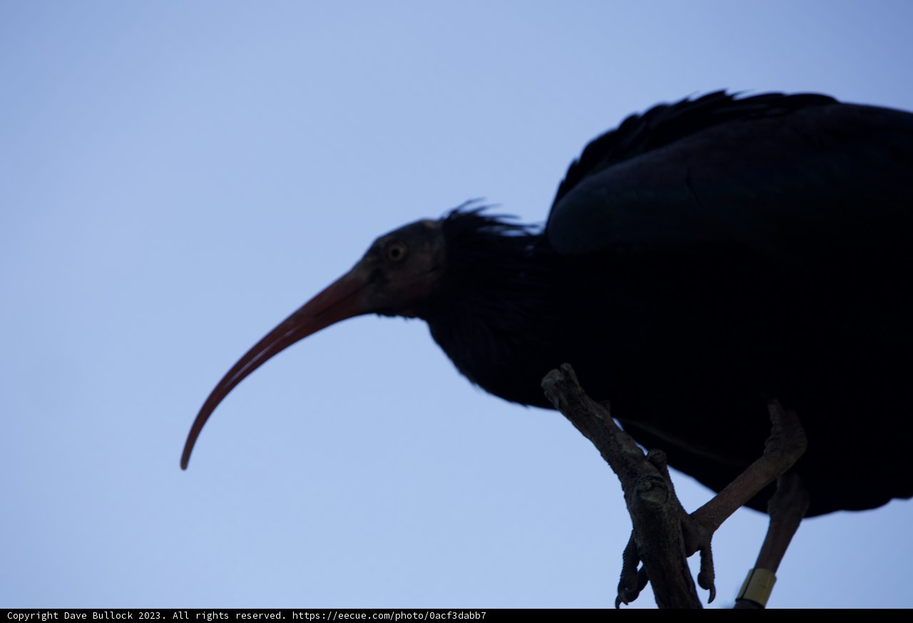 Magnificent Avian Silhouette at SF Zoo