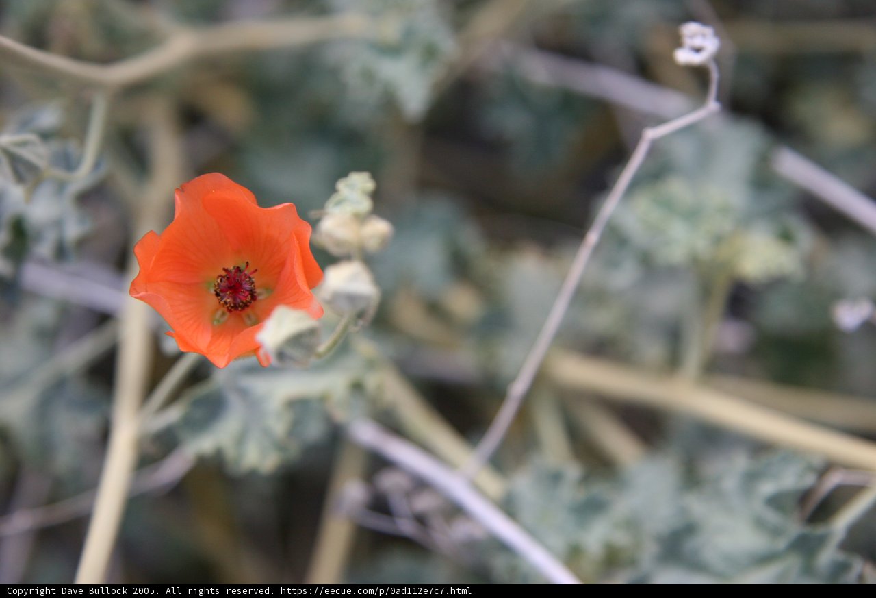Lone Orange Geranium Flower