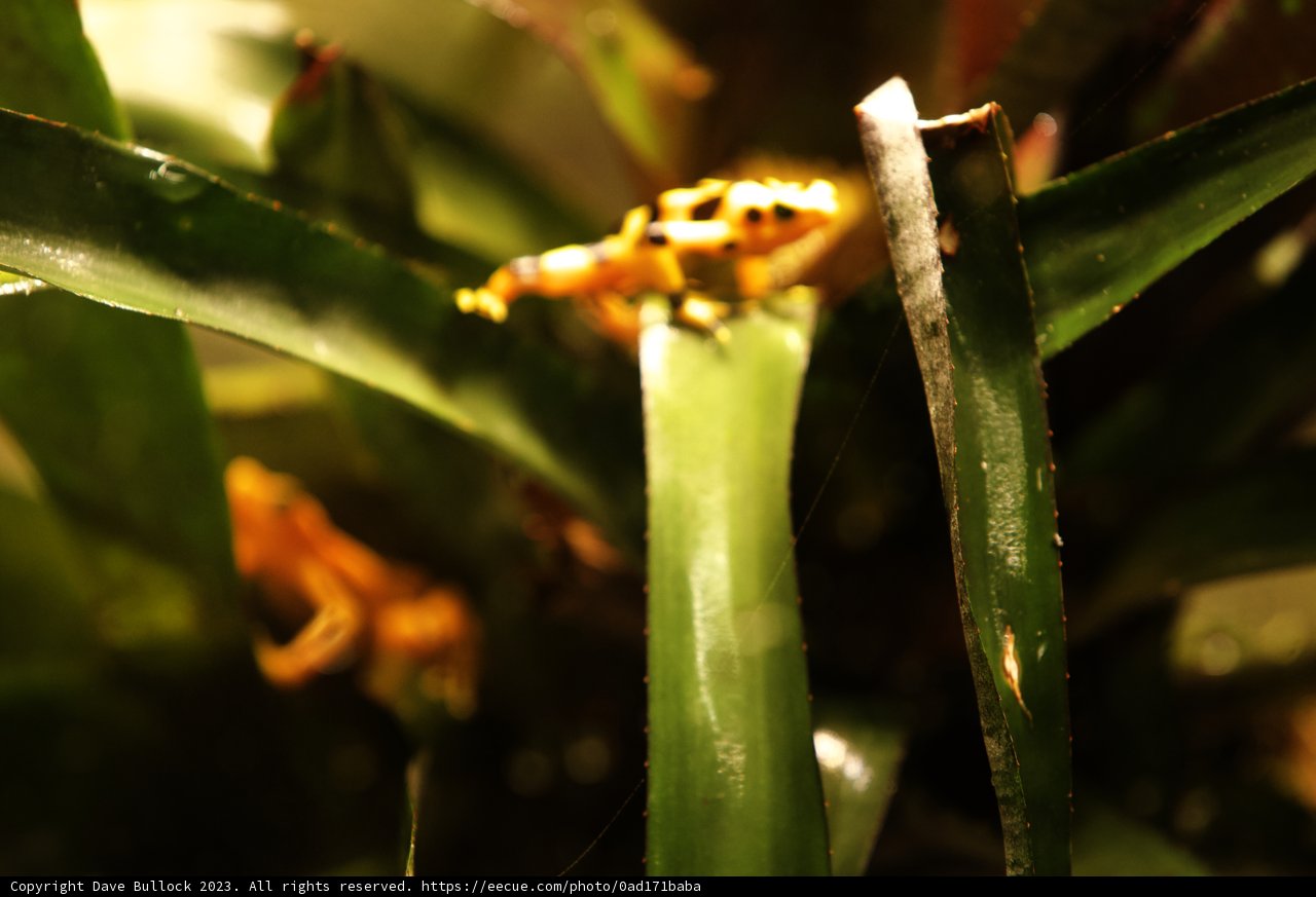 Amphibian Amidst Foliage at Oakland Zoo, 2023