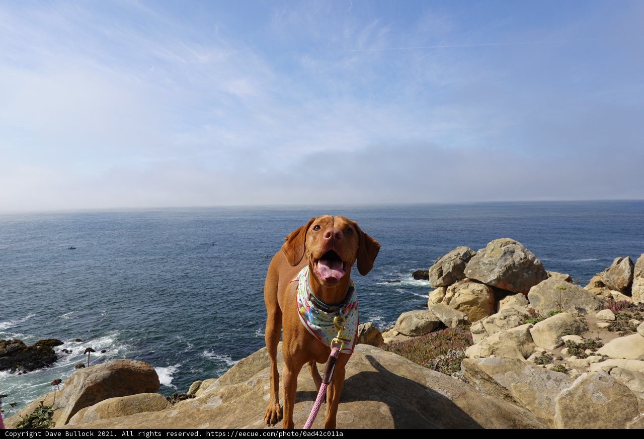 Hound on the Promontory