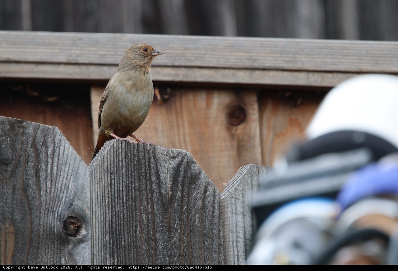 Small Brown Bird Perched on Weathered Wooden Fence
