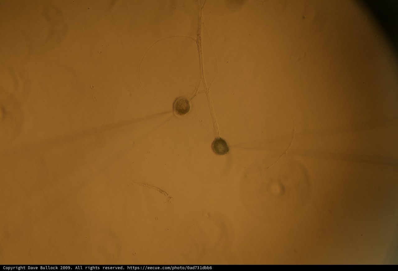 Mysterious Brown Sphere