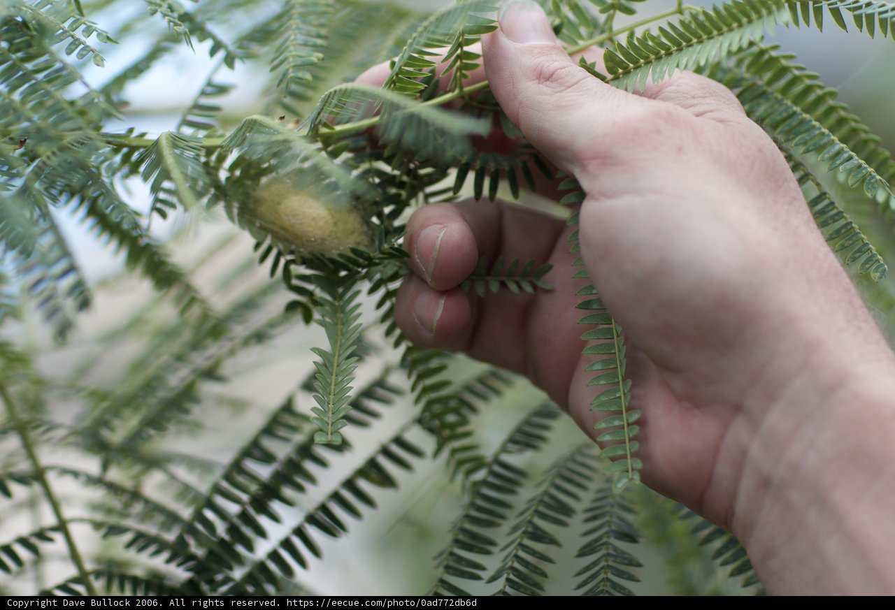Reaching for a Nut