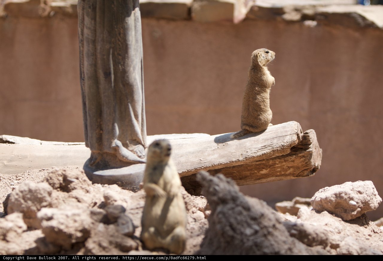 Log-Loving Squirrels