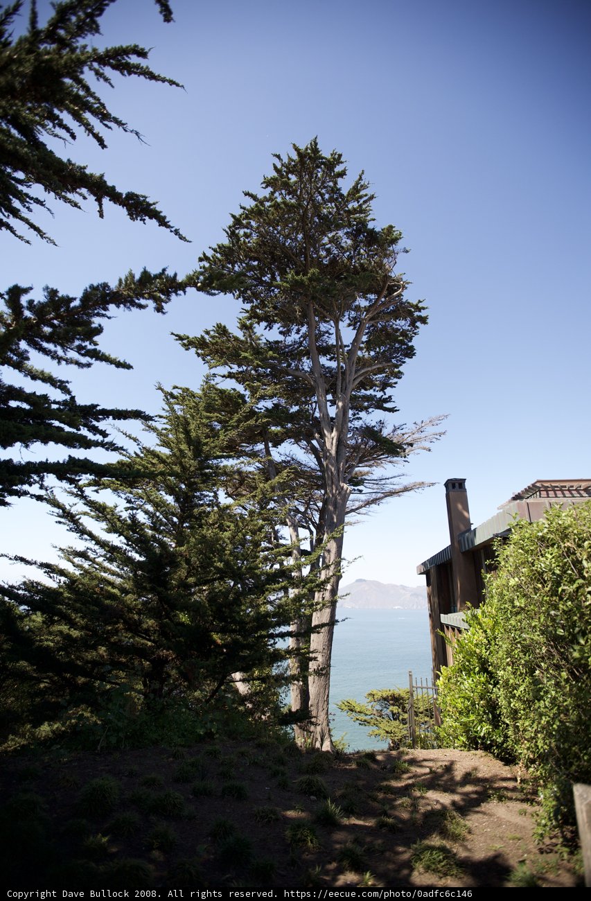 The Majestic Evergreen and The Cozy House