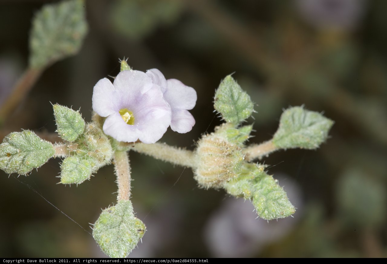 Geranium Blossoms in Spring