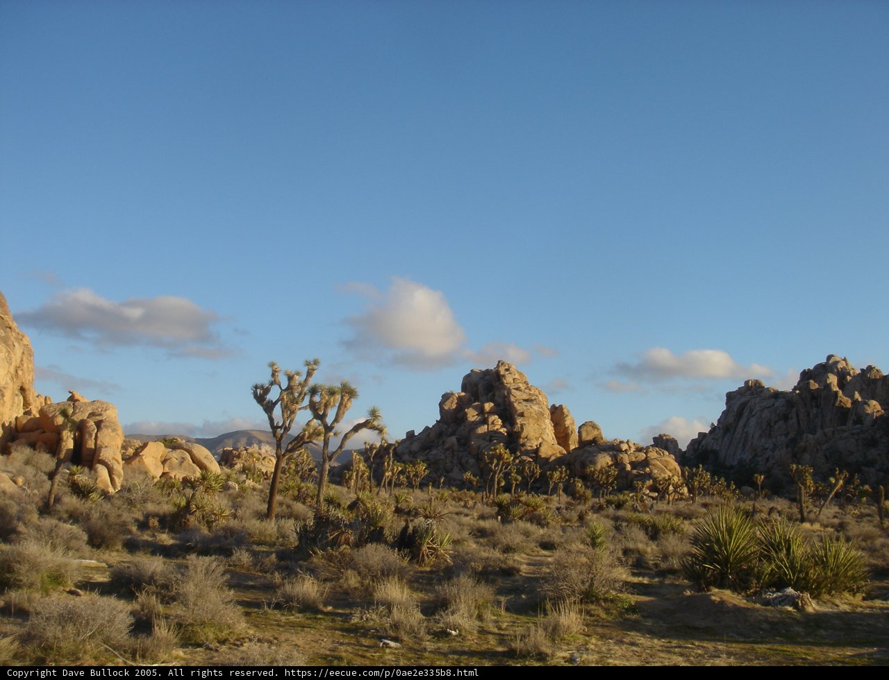 Majestic Joshua Trees in Joshua Tree National Park