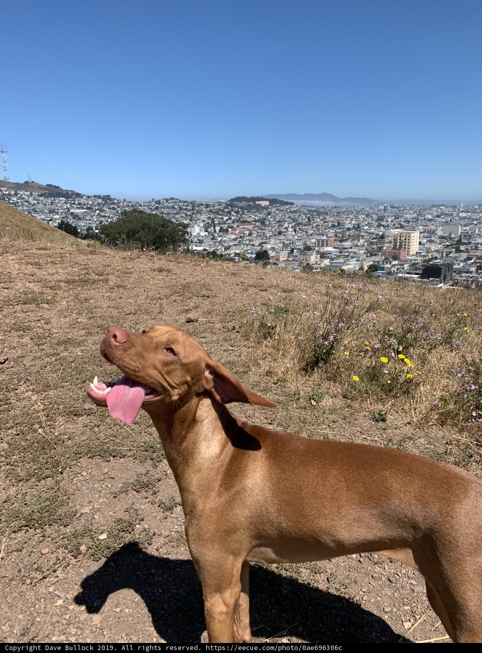 Canine View of San Francisco