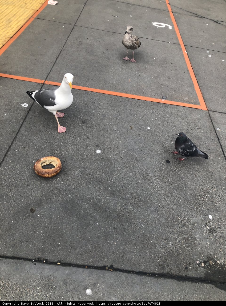 Feeding Frenzy