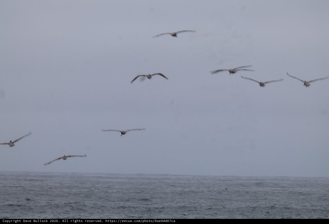 Pelicans Soaring Over Misty Ocean Waters