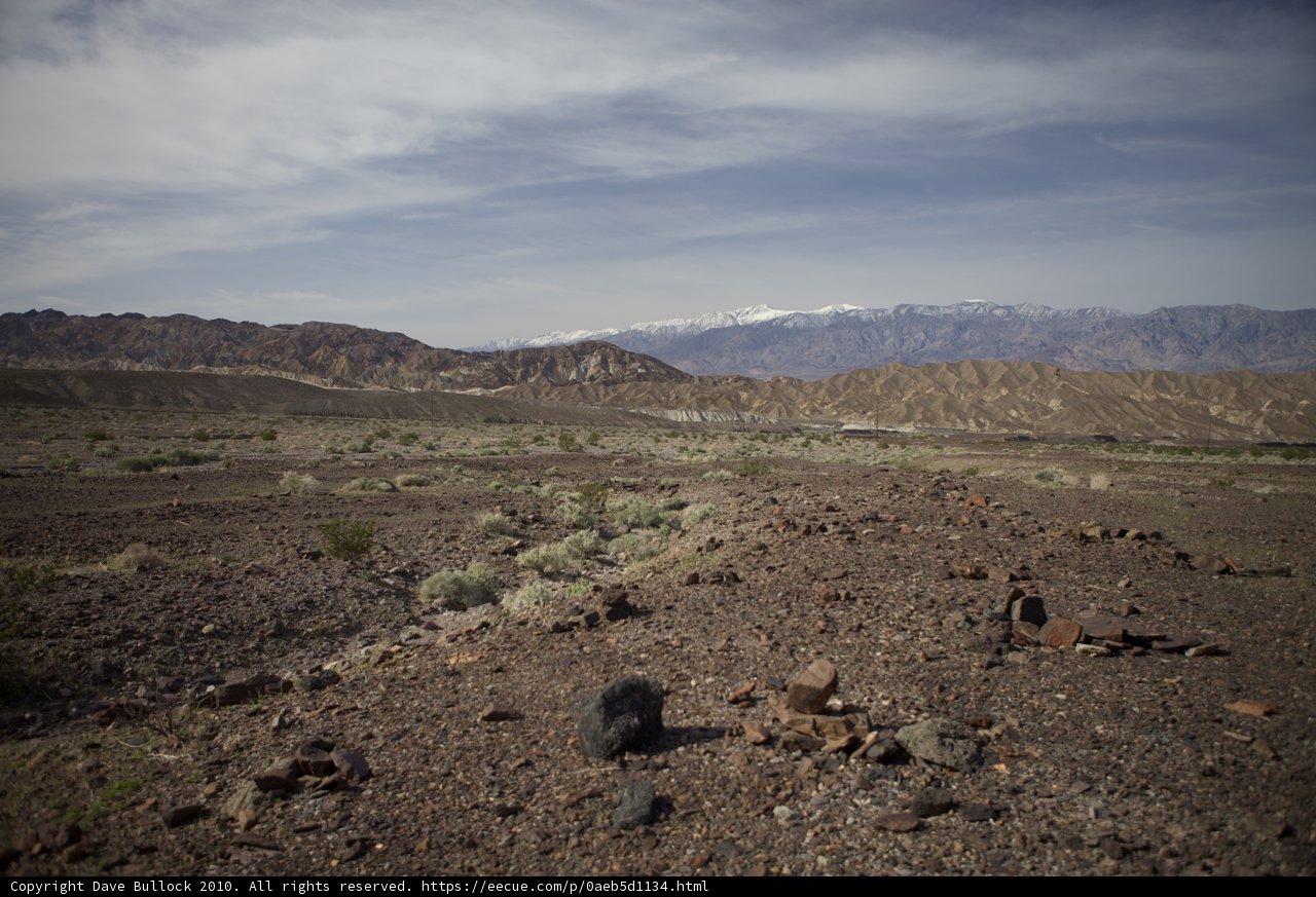 Lone Black Bear Standing in a Desolate Landscape