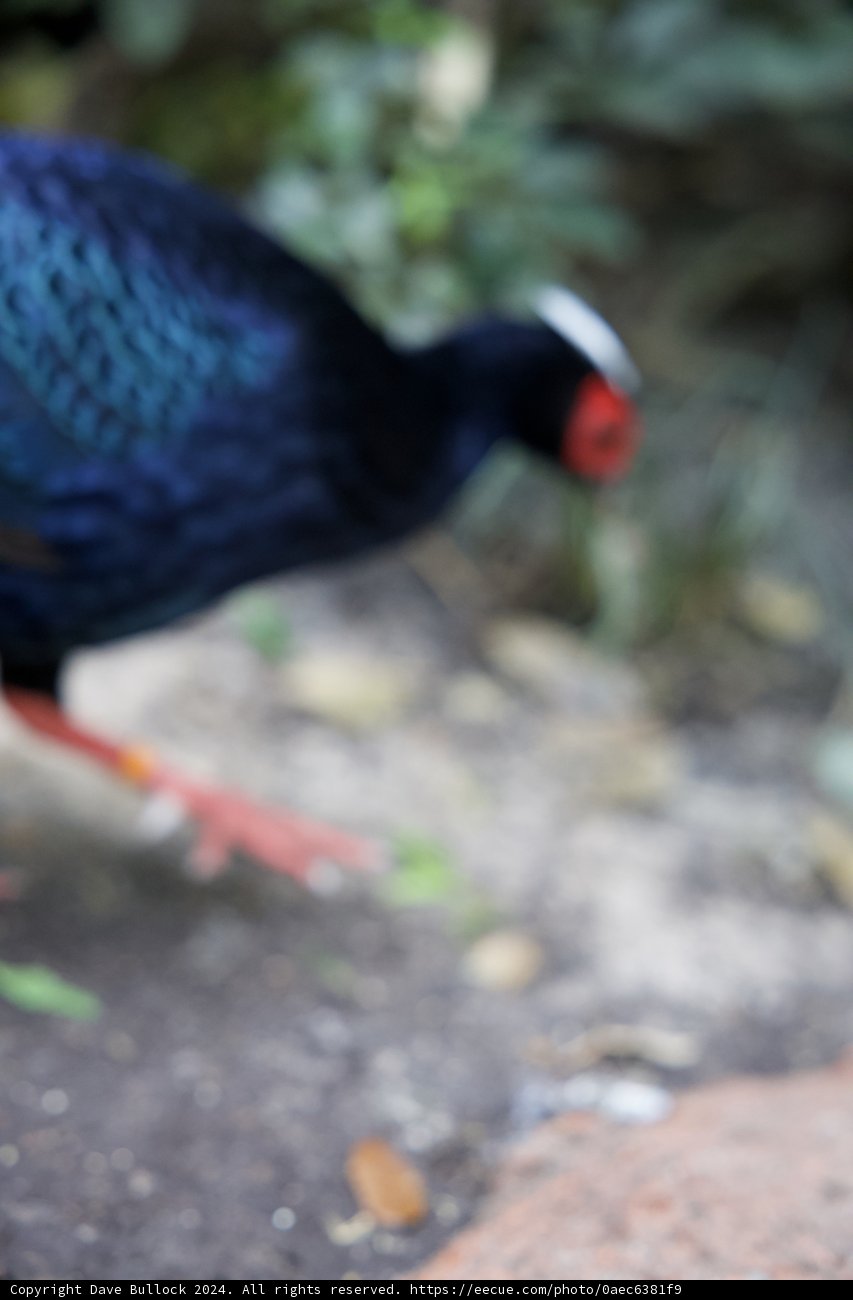 Vibrant Encounter at Animal Kingdom