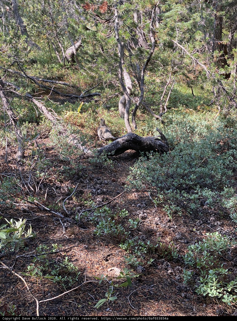 Mighty Bear in the Wilderness