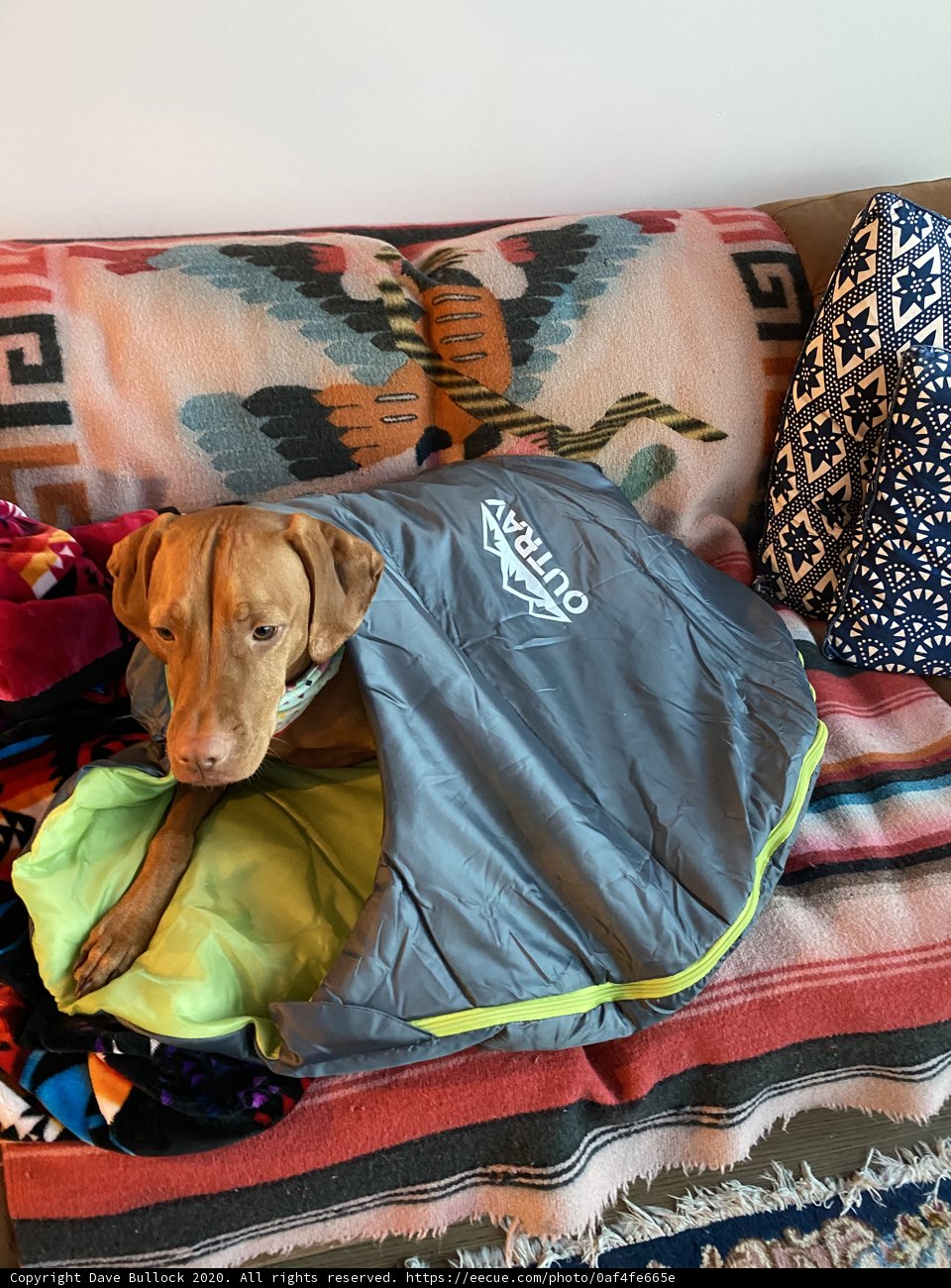 Cozy Vizsla on the Couch