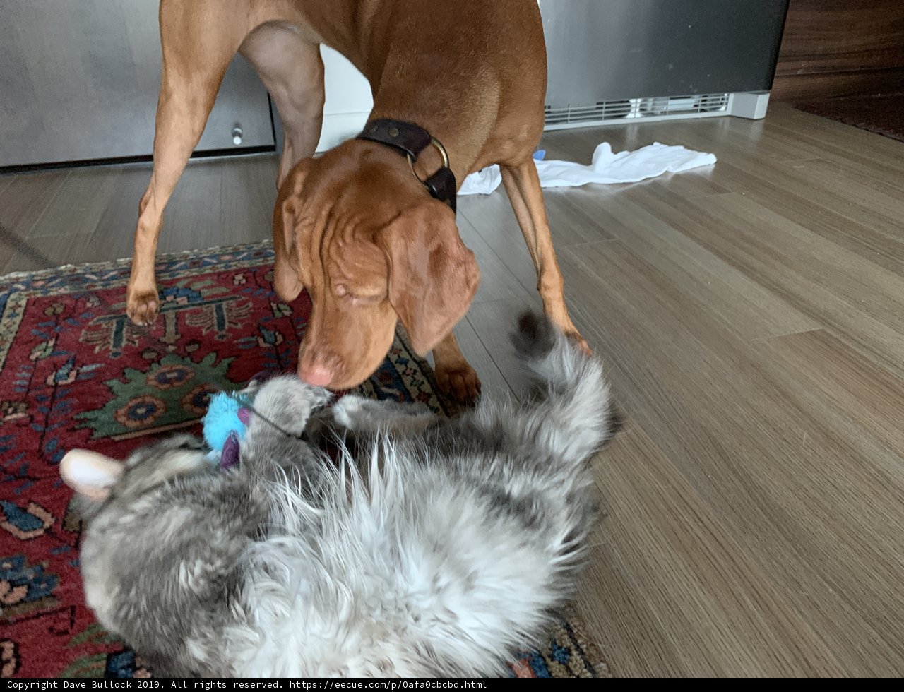 Pawsome Playtime on the Hardwood Floor