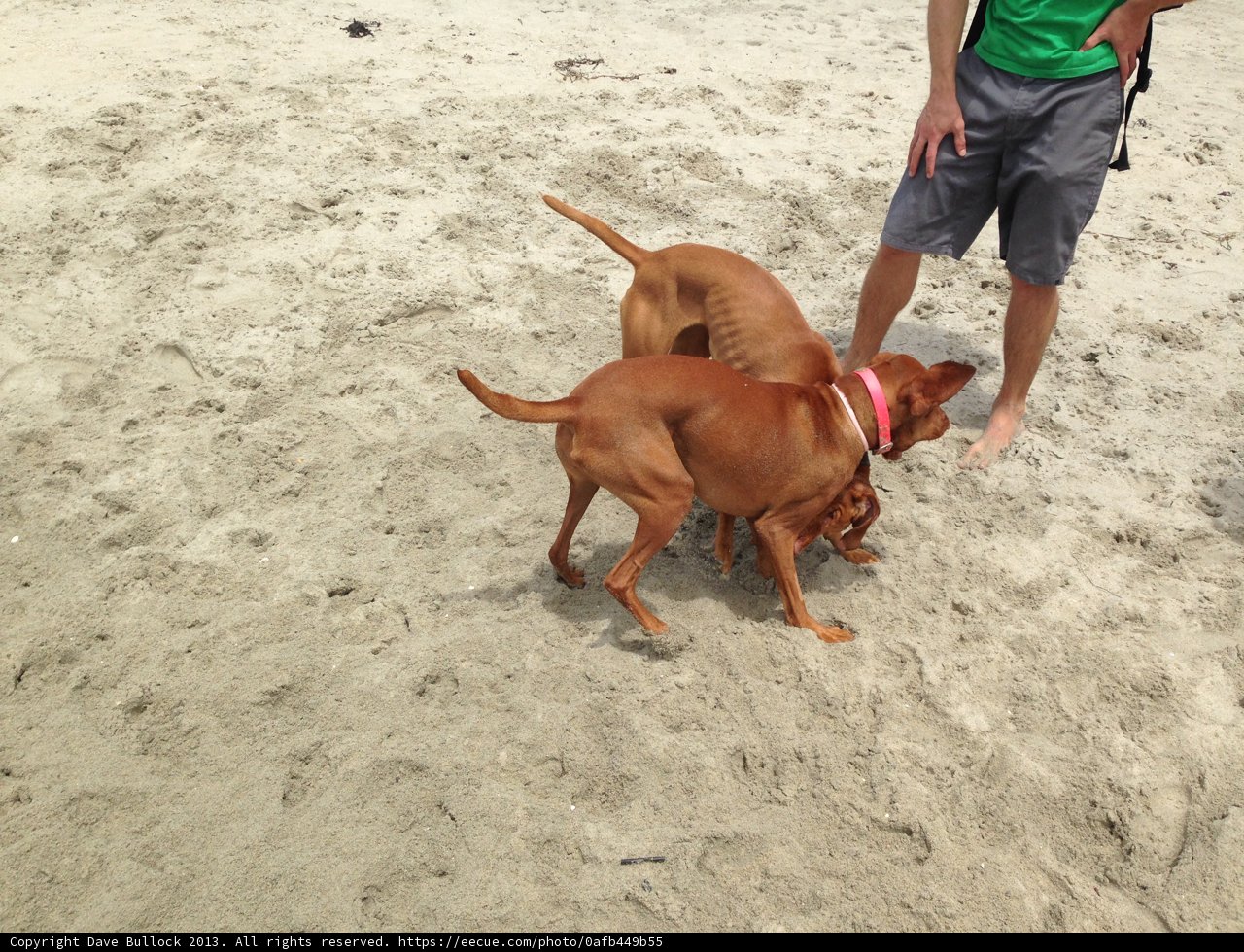 Man's Best Friends on the Beach