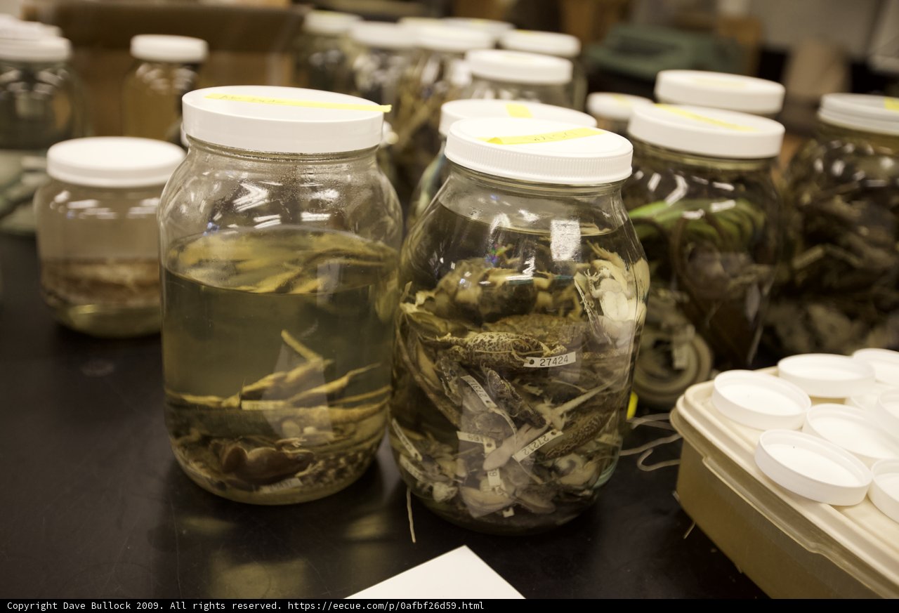 Plant Jars Collection