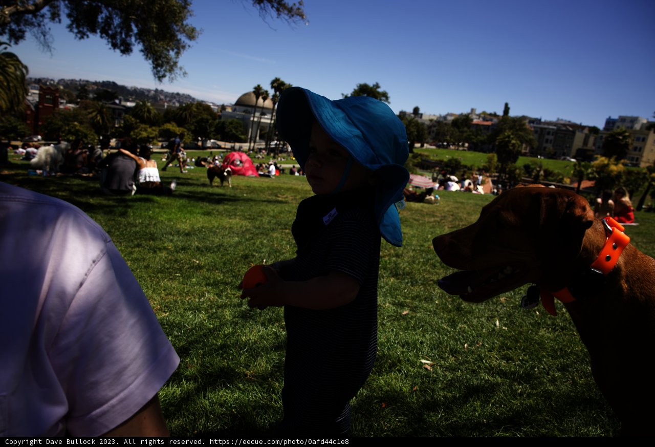Summer Fun - A Boy and his Dog
