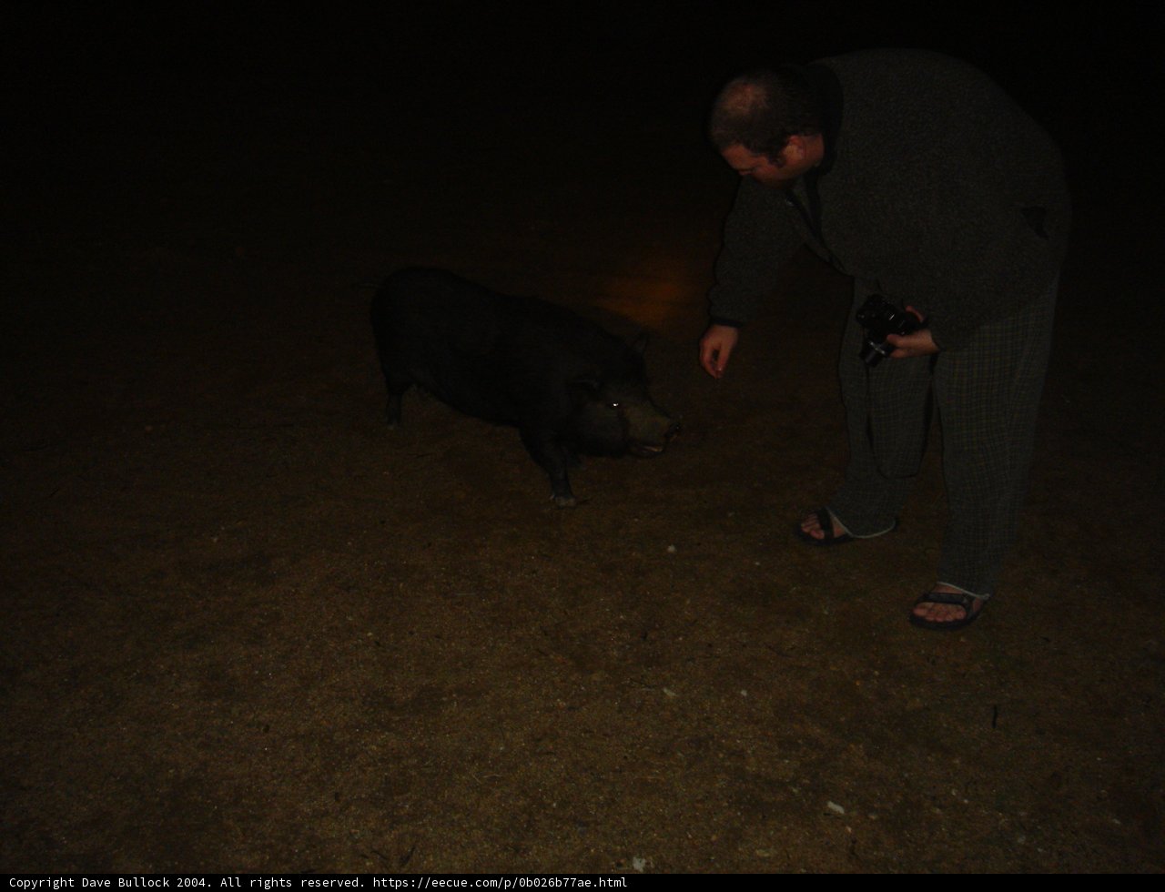 Nighttime Friend