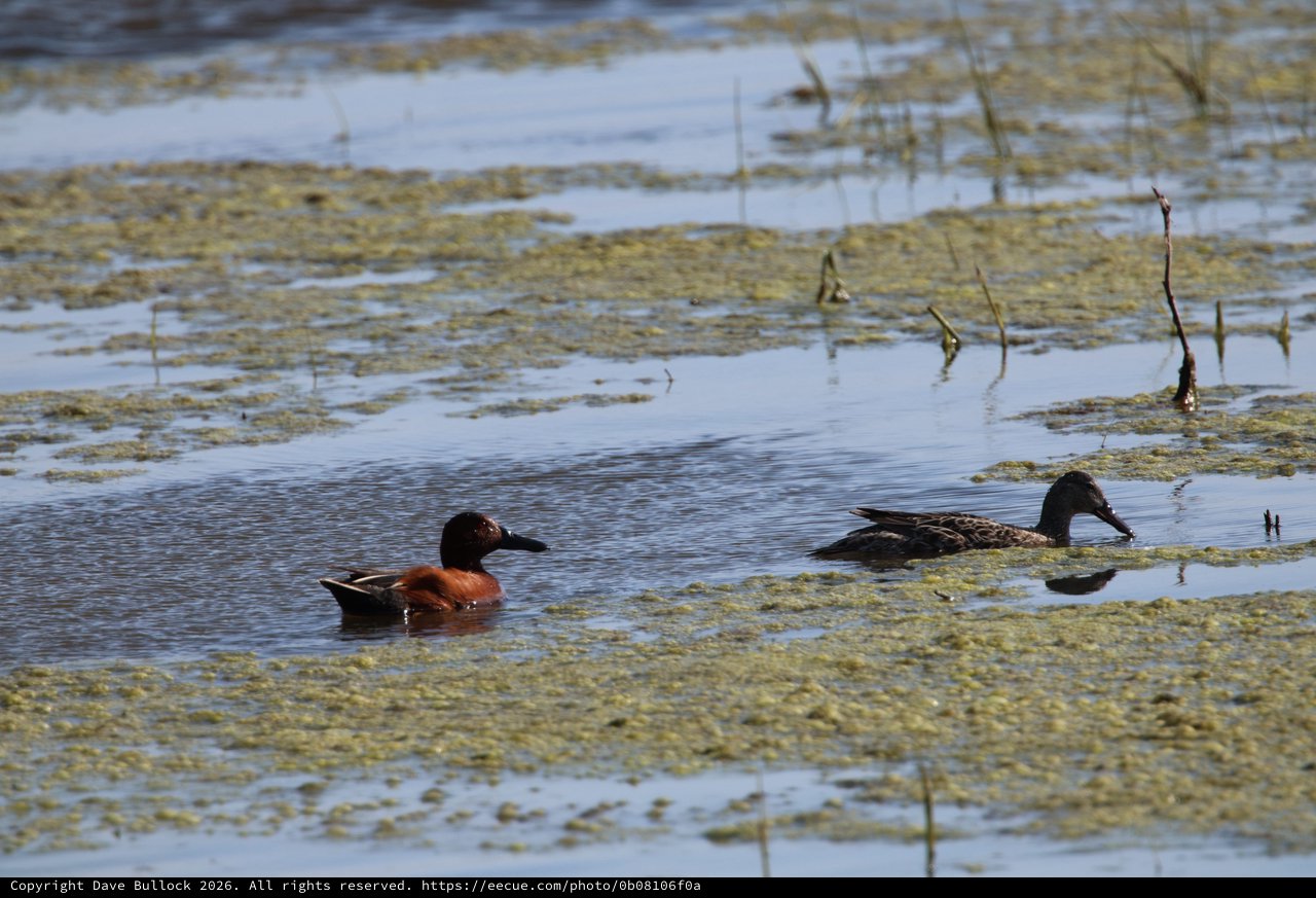 Cinnamon Teal and Female Duck in Wetland Habitat