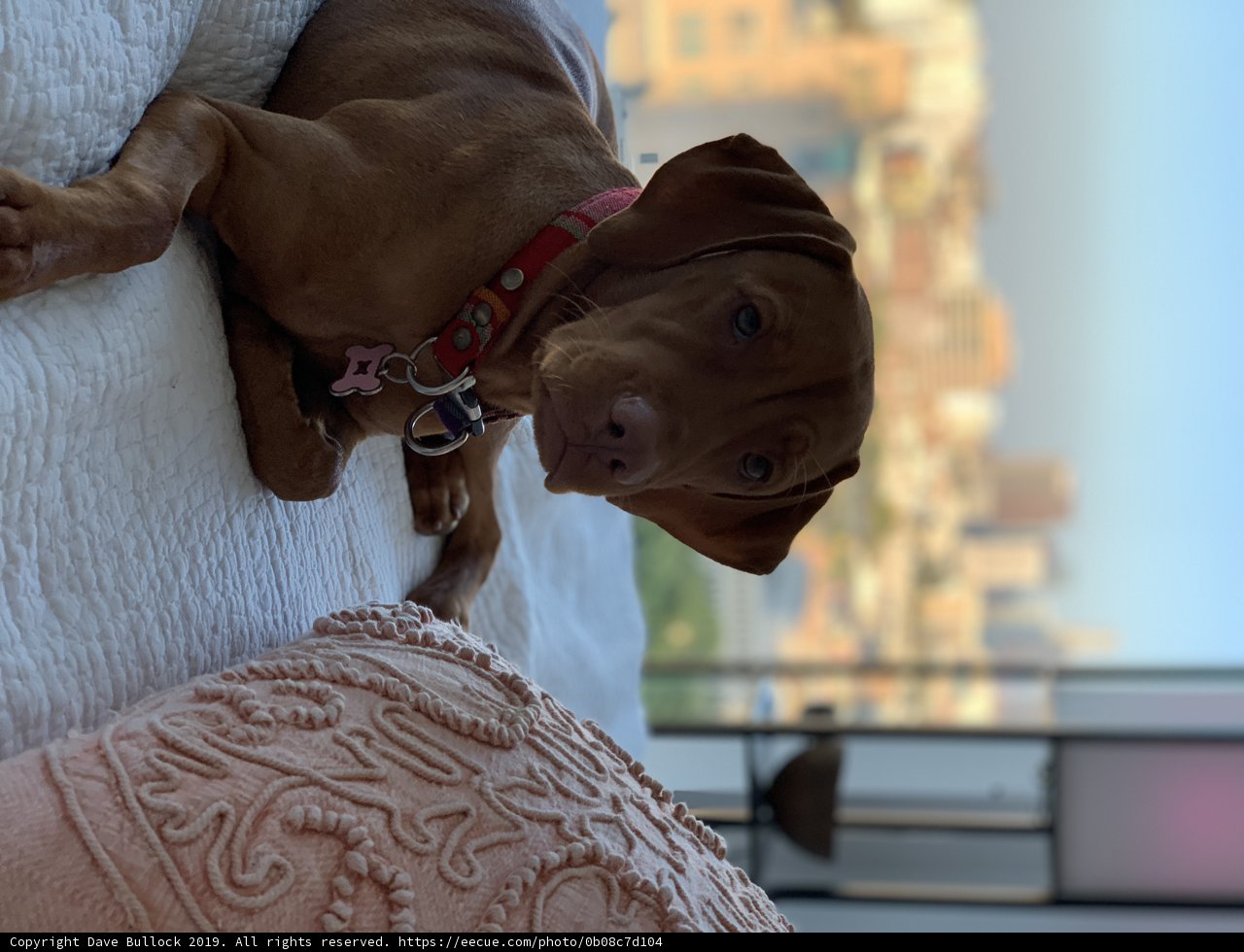 Urban Pup Retreat