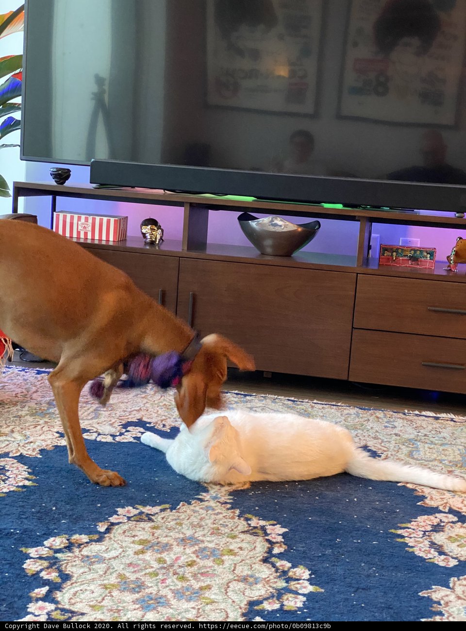 Playtime in the Living Room