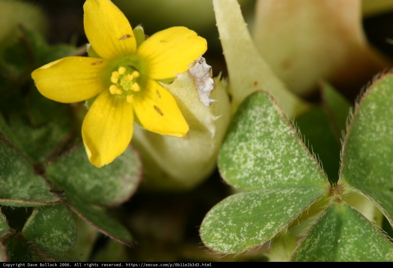 Delicate Yellow Bloom