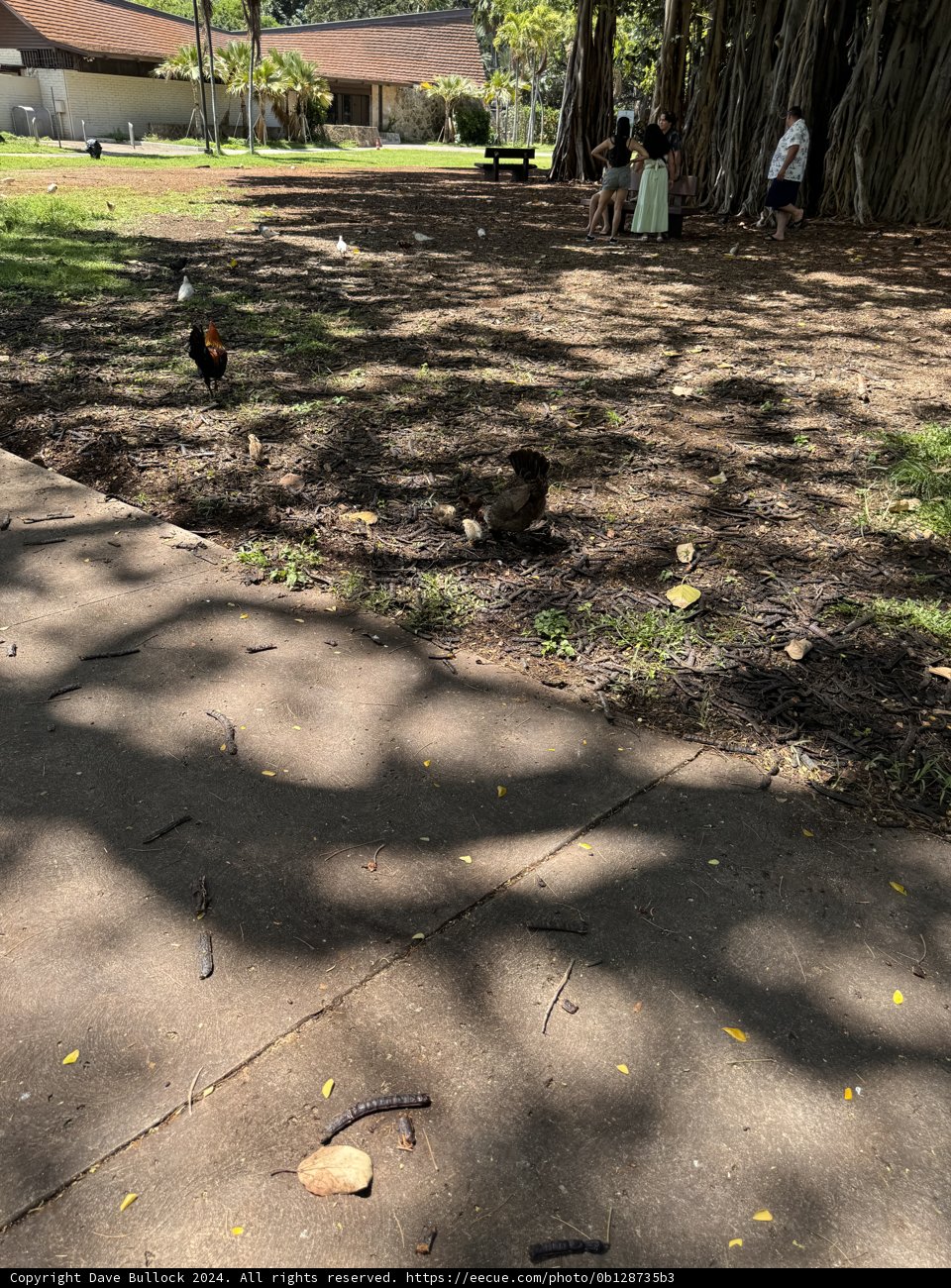 A Peaceful Gathering Under the Banyan Tree