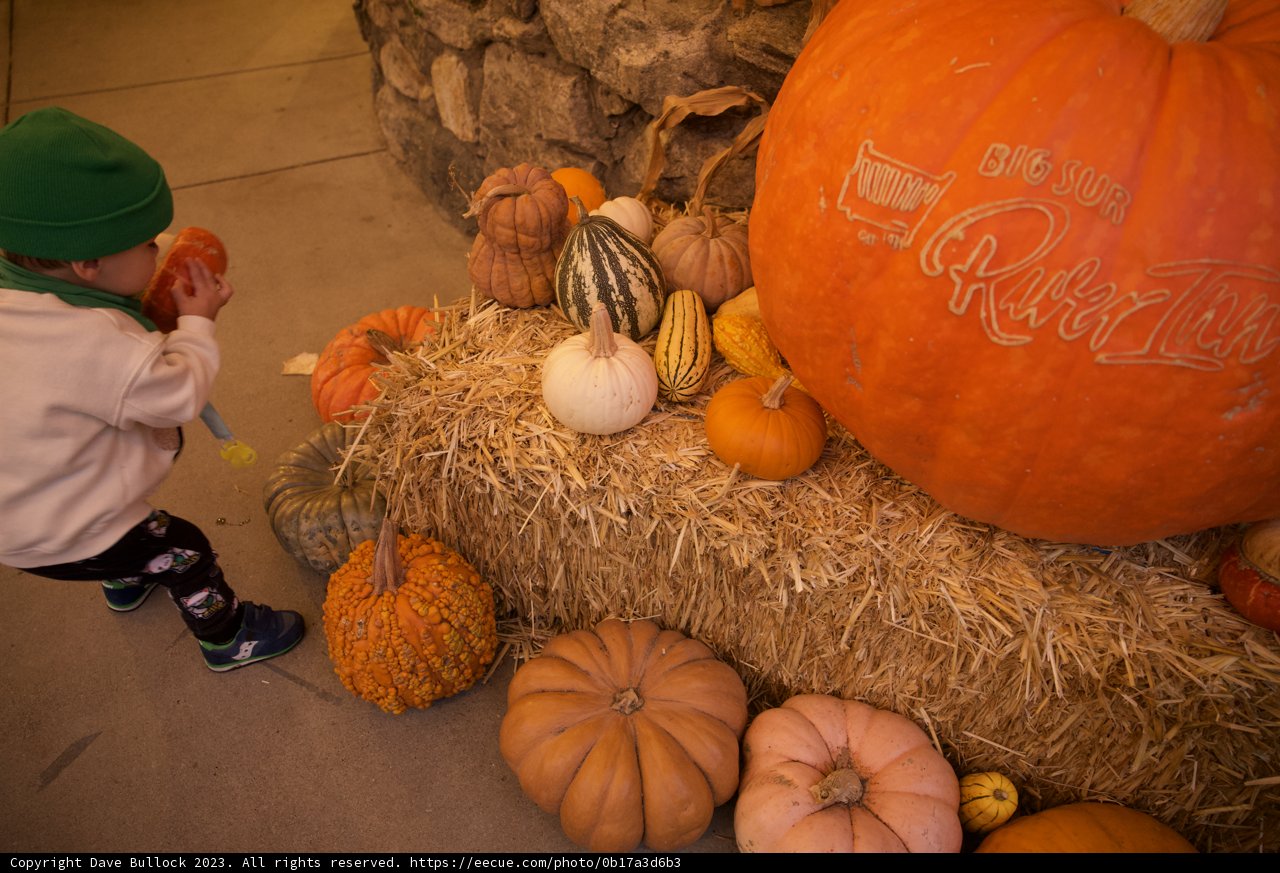 Autumn Curiosity: Wesley's Big Sur Adventure