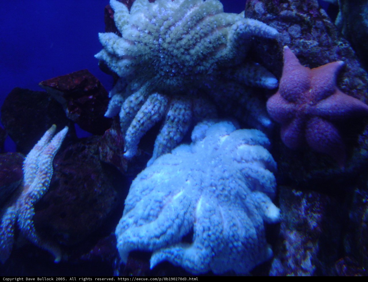 A Pair of Starfish in an Aquarium