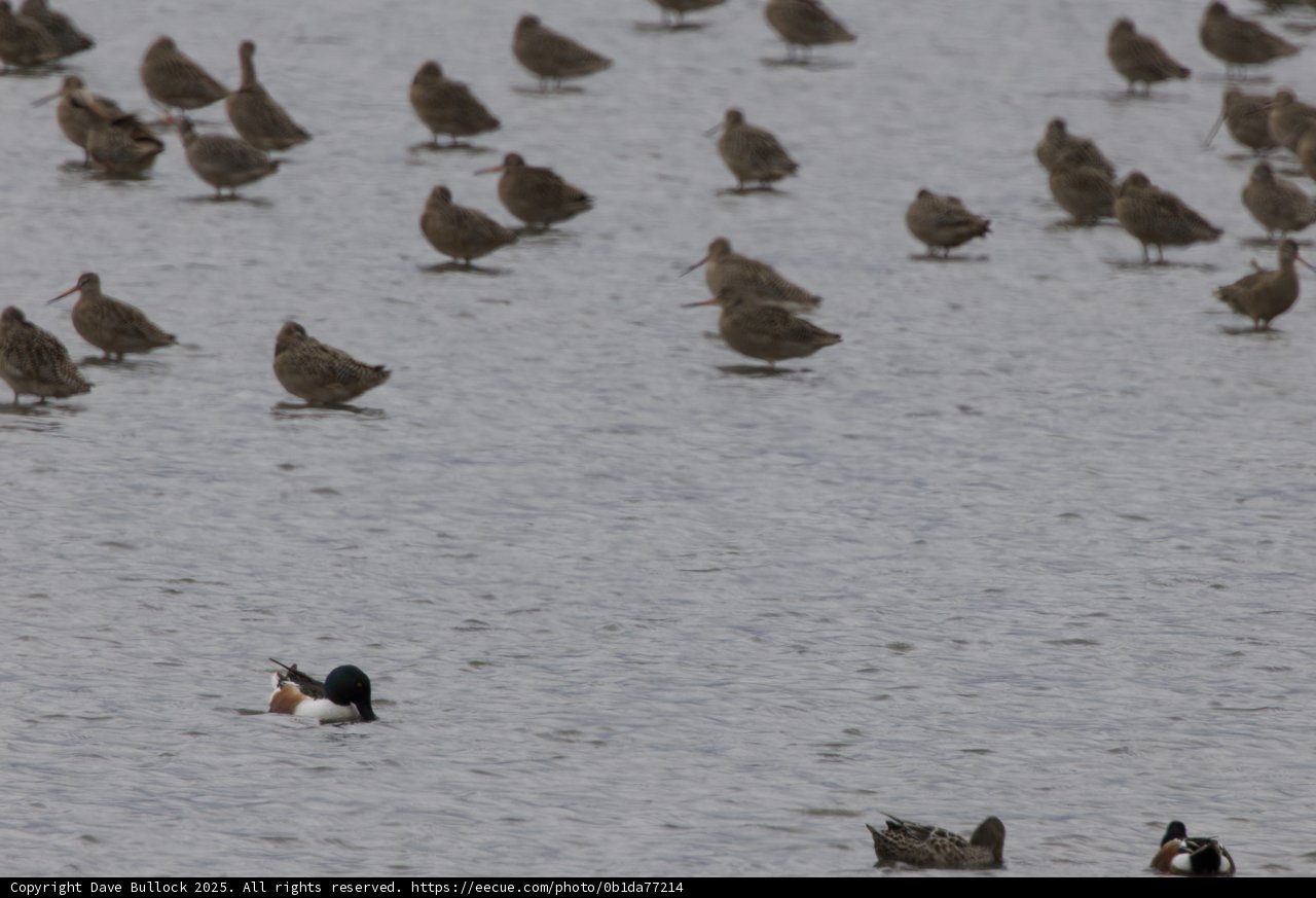 A Tranquil Gathering at San Pablo Bay