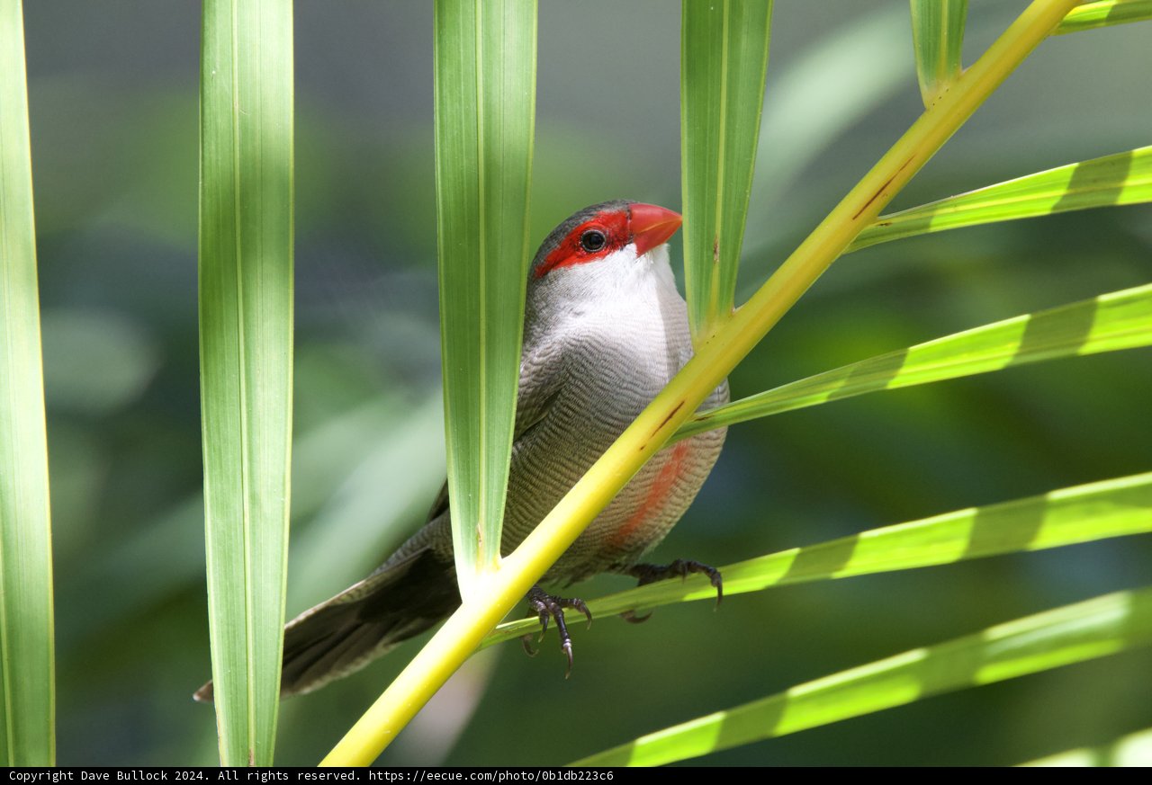 A Finch's Glimpse Through Green