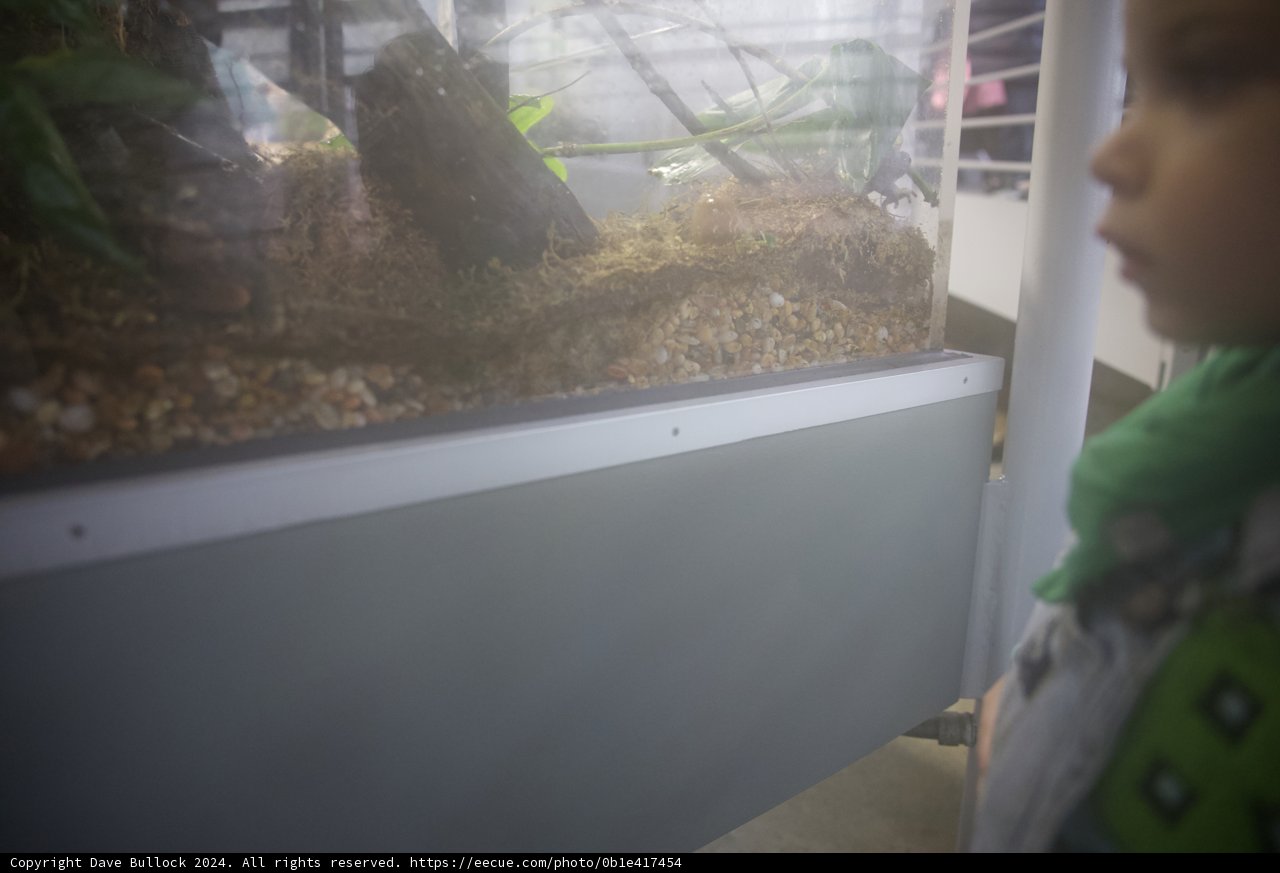 Encountering the Exotic: A Child's Discovery at the Rainforest Exhibit