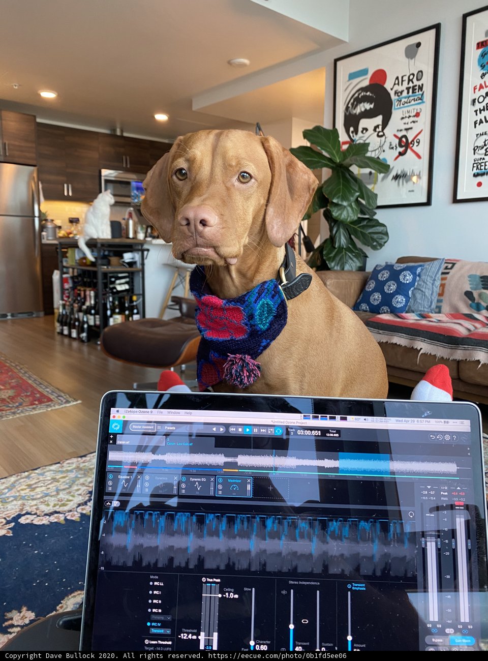 Canine Computer Companion