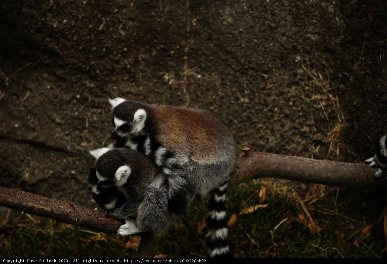 Captivating Lemurs at Oakland Zoo