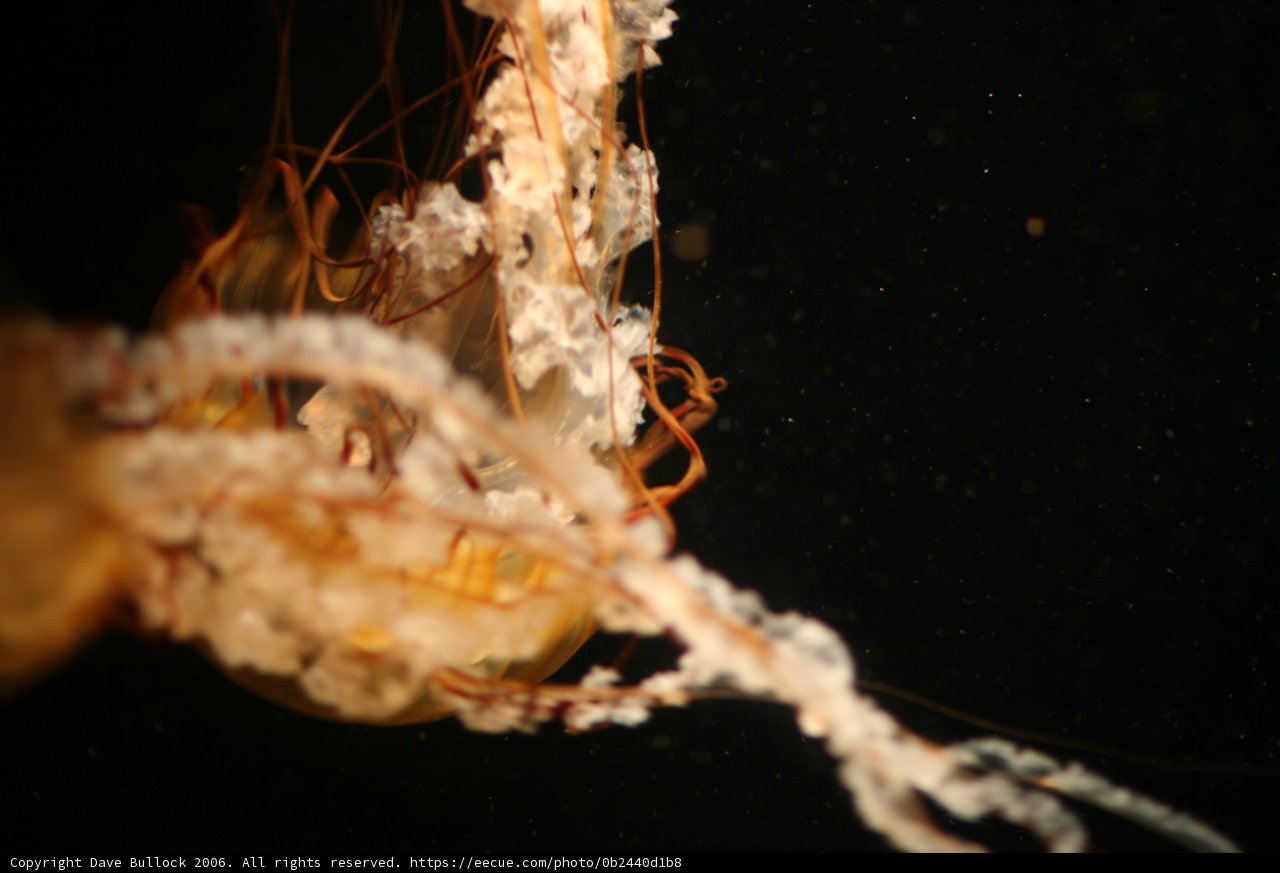 The Glow of the Underwater Jellyfish