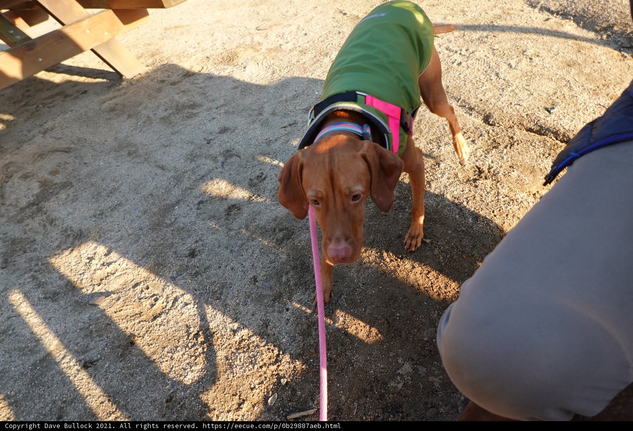Stylish Pooch on the Beach