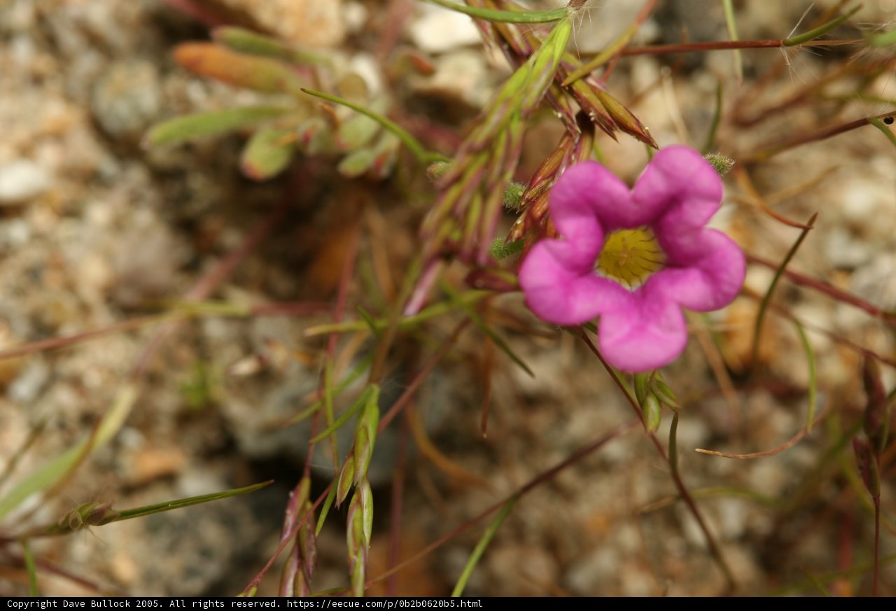 Solitude in Bloom