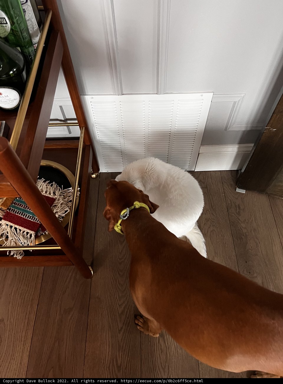Pets on Hardwood Floor