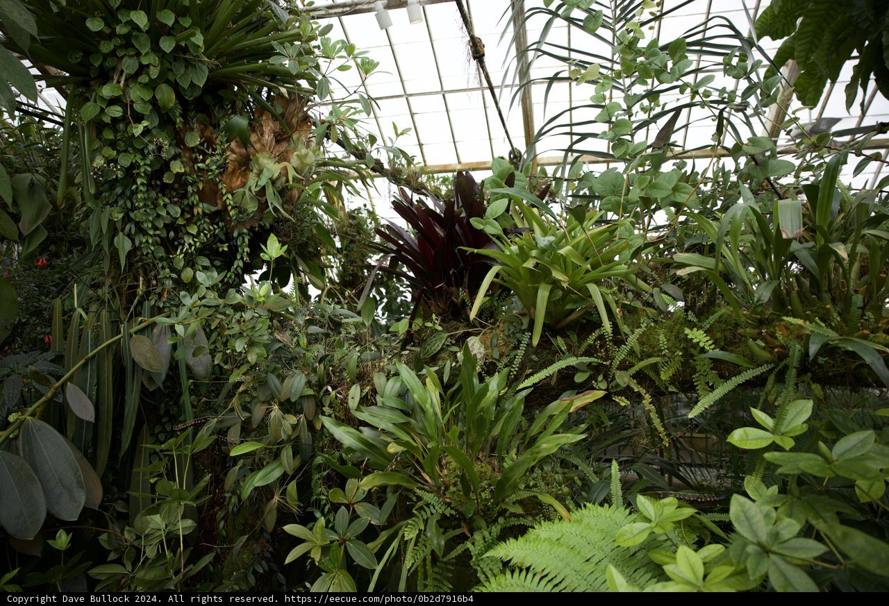 A Verdant Oasis: Greenhouse Gathering at the Golden Gate Park