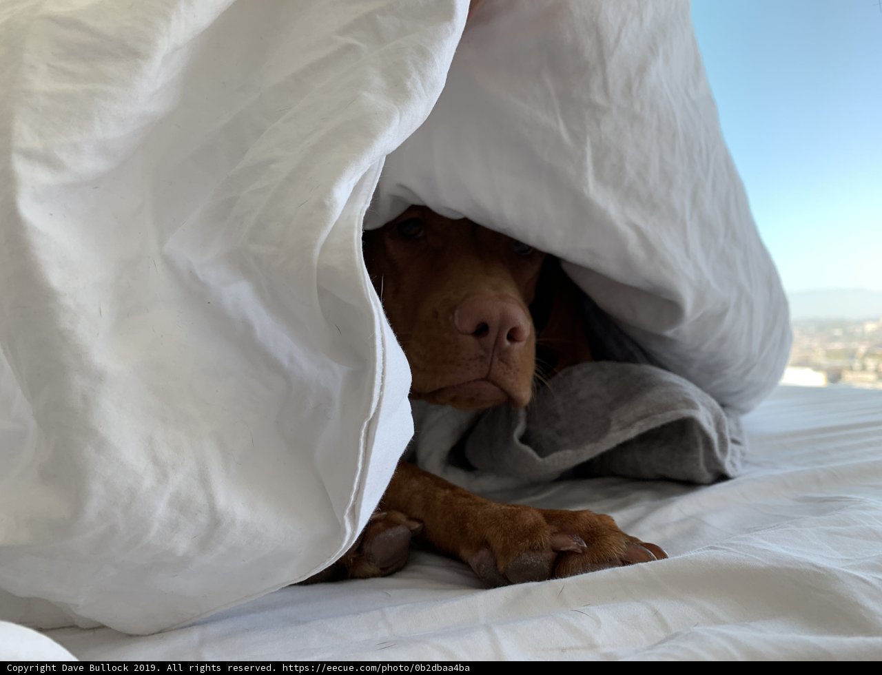 Cozy Canine