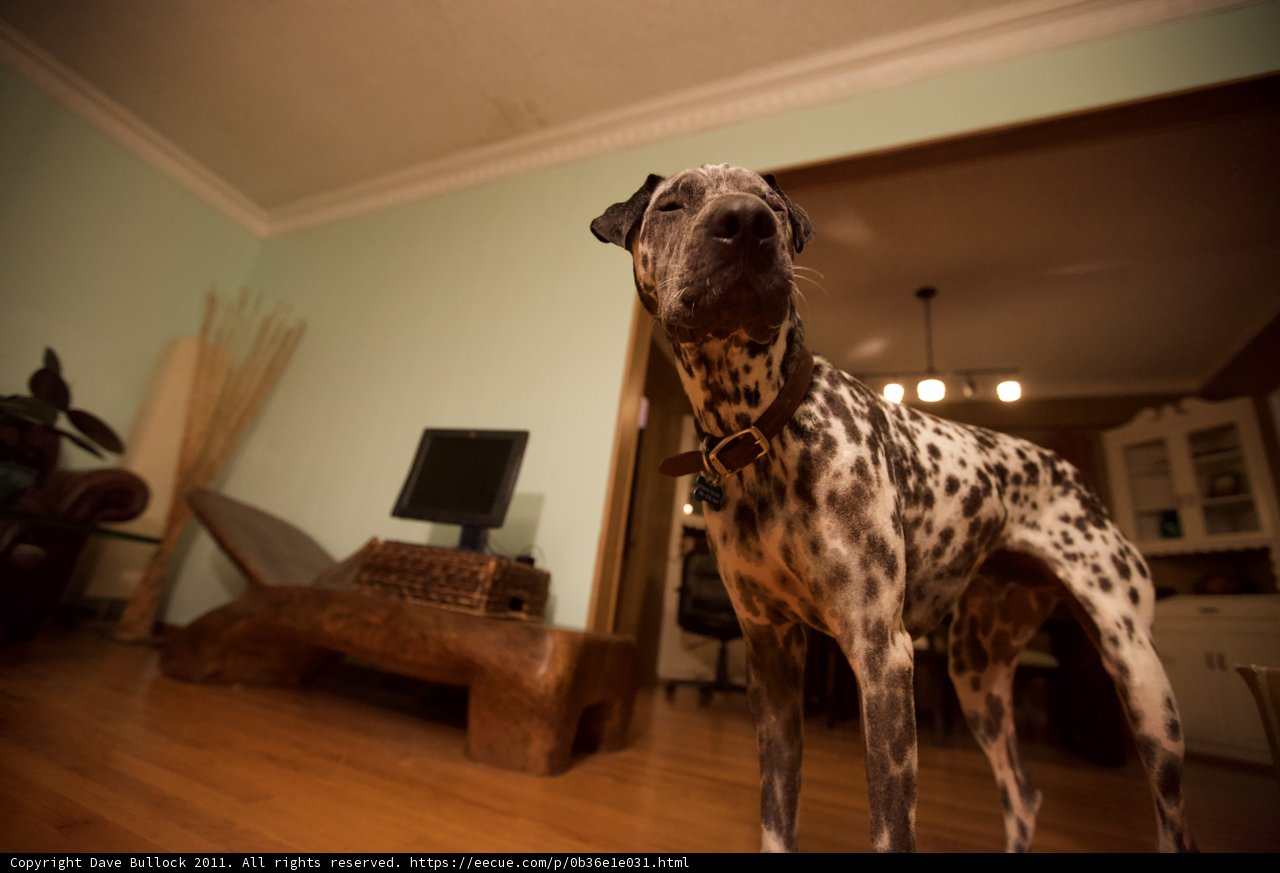 Furry Canine and Rich Hardwood
