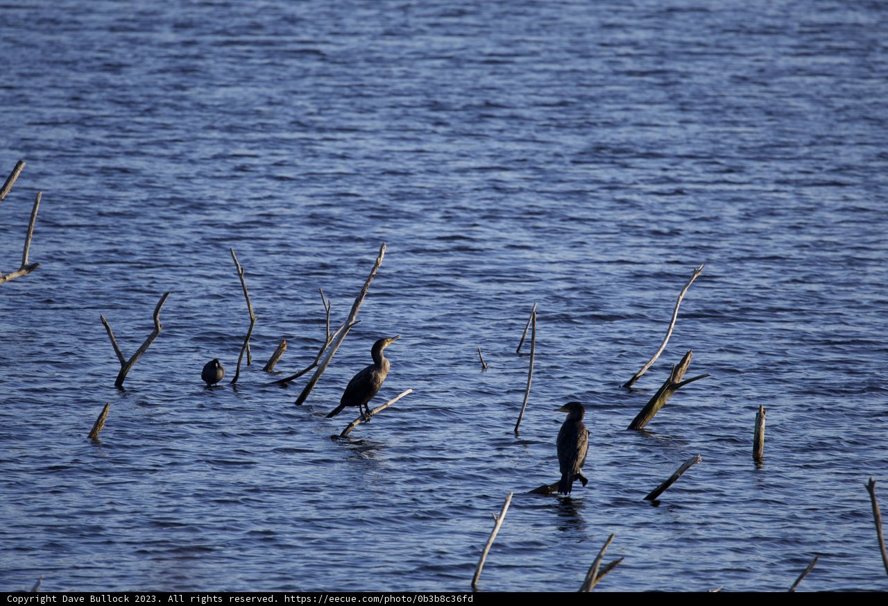 The Bird Gathering at Lake Merced